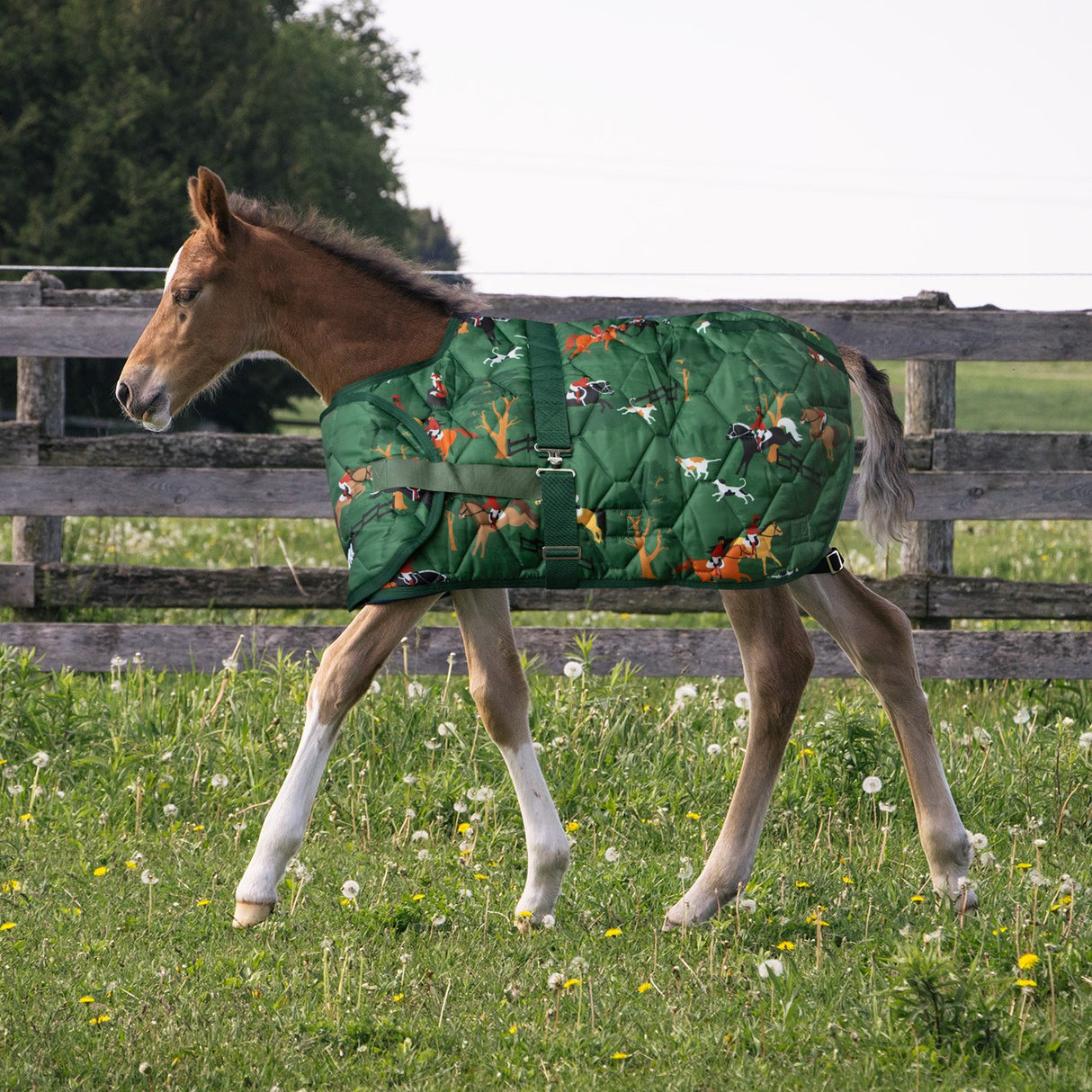 Supra Foal Blanket 300 g