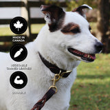 Shedrow K9 Bristol II Flat Leather Collar