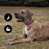 Shedrow K9 Rideau Corde tressée et collier en cuir