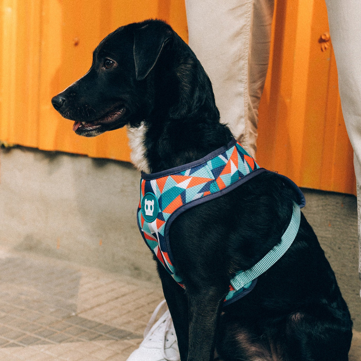 Zee Dog Adjustable Air Mesh Plus Harness