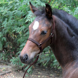 Val du Bois Foal Halter W- Catch Strap
