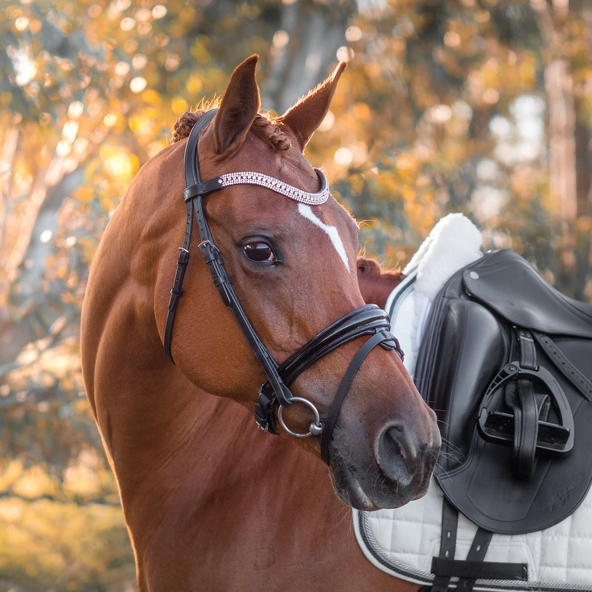 Bridon de dressage breveté FFE Couture
