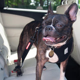 EZydog Click N Go Adjustable Car Restraint