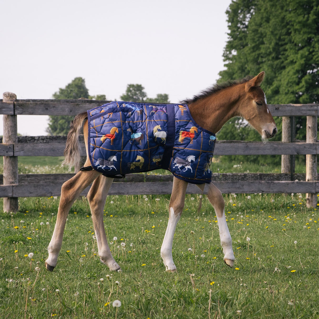 Supra Foal Blanket 300 g