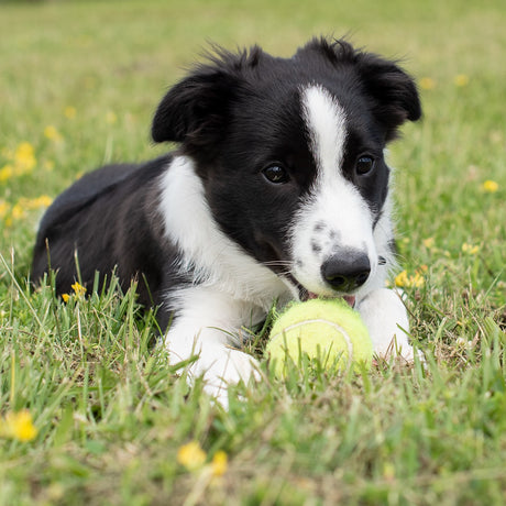 Kong Airdog SqueakAir Ball