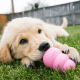 Kong Chiot