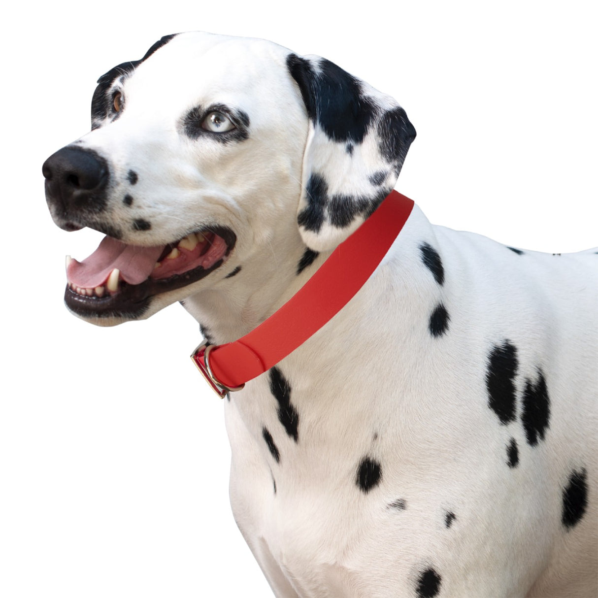 Collier imperméable Shedrow K9 Tofino II