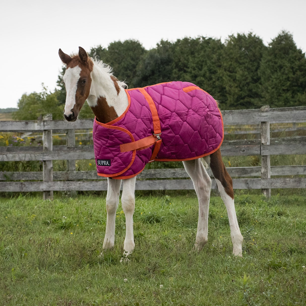 Supra Foal Blanket 300 g