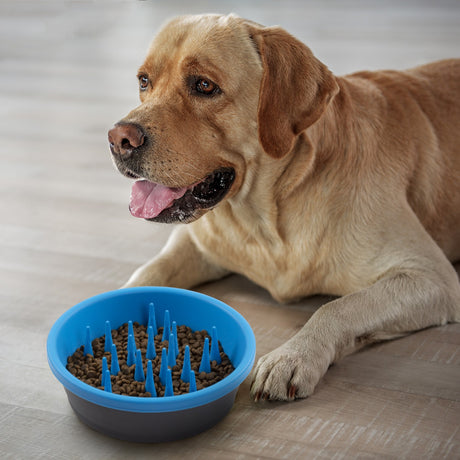 Gamelle pour chien à alimentation lente Dexas