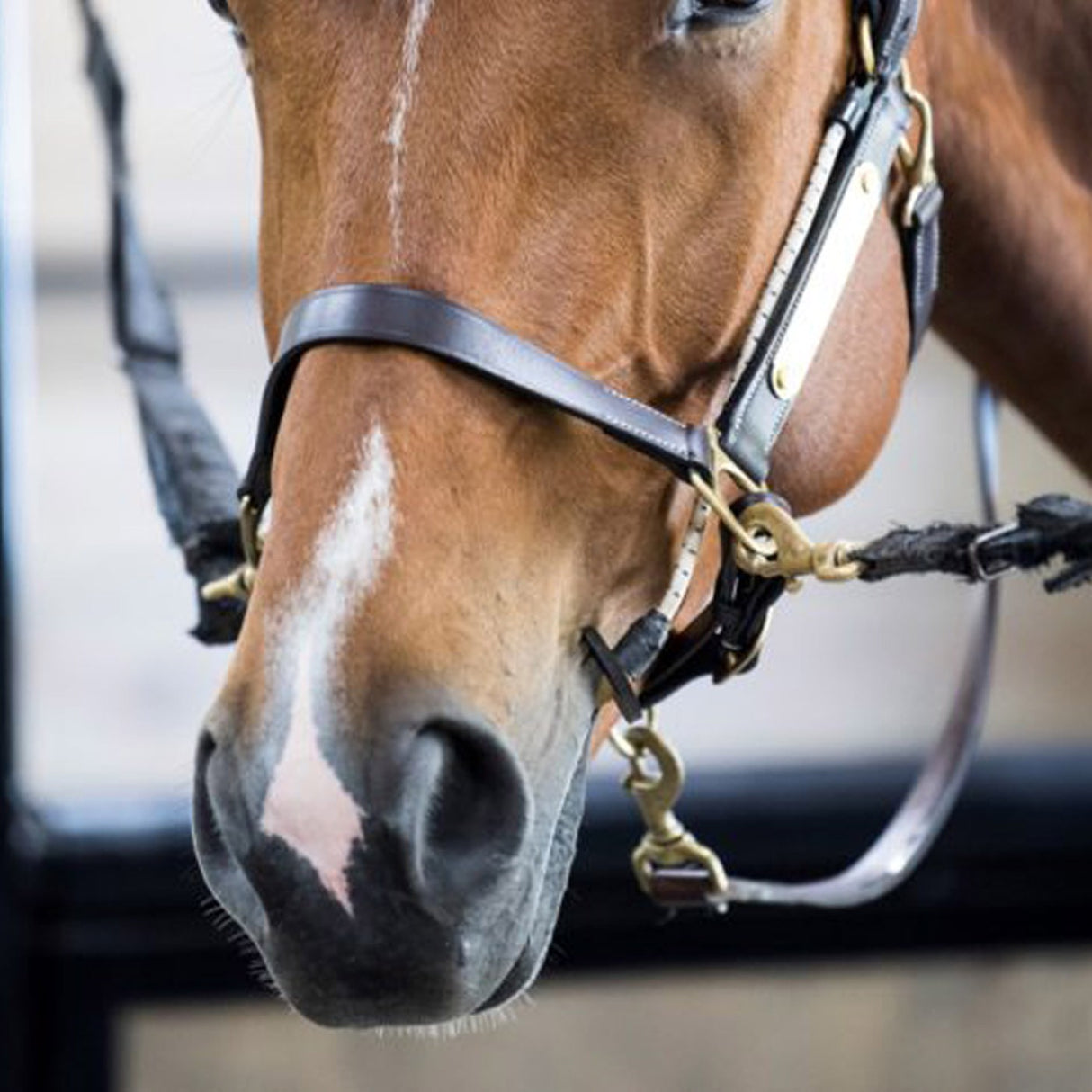ThinLine Halter Busy Buddy