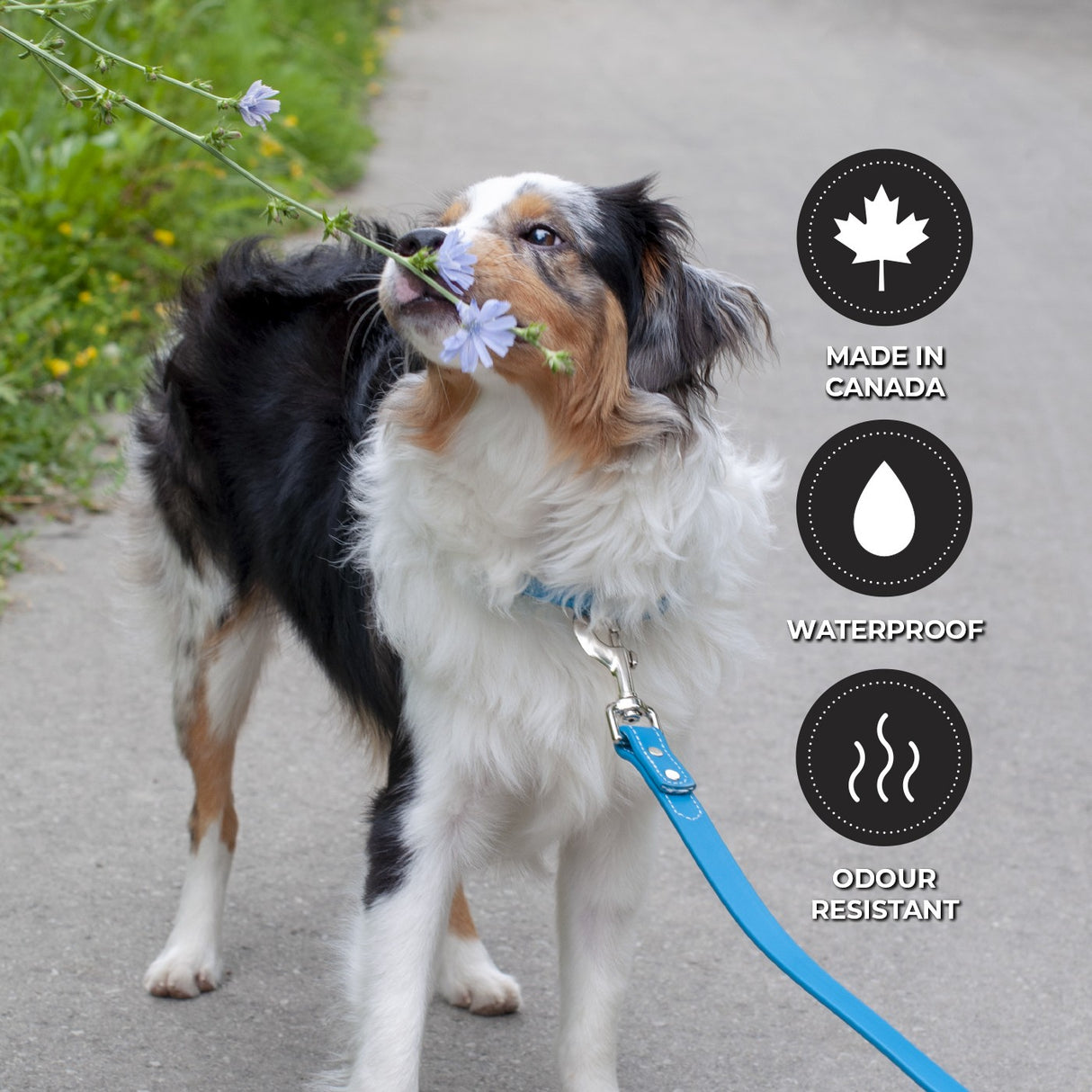 Shedrow K9 Tofino II Waterproof Leash 5 Ft.