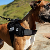Zee Dog Fly Harness