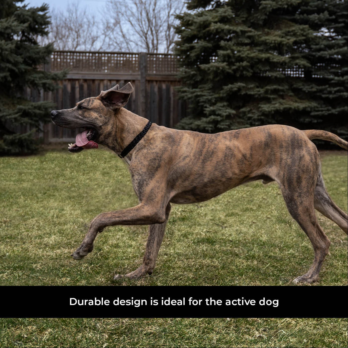Shedrow K9 Rideau Corde tressée et collier en cuir