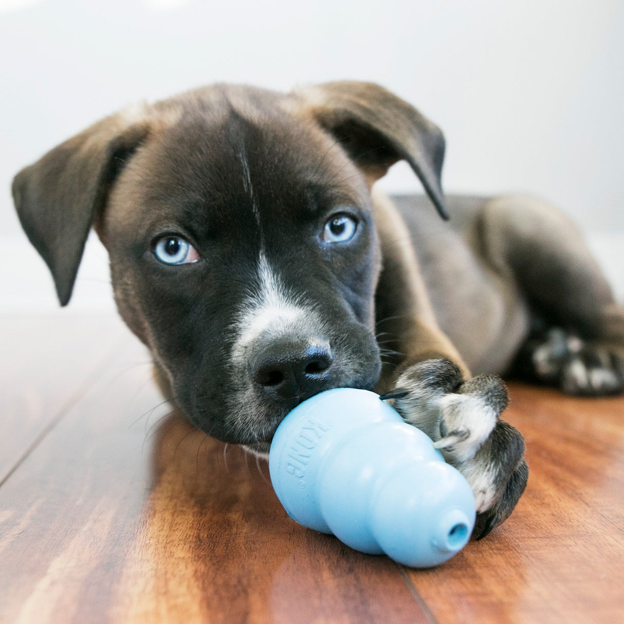 Kong Chiot