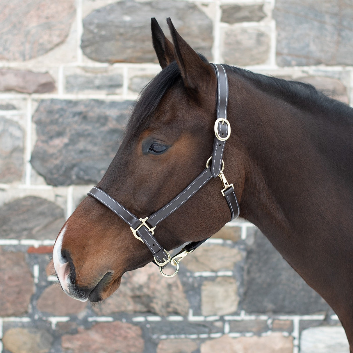 Val du Bois Convertible Leather Grooming Halter
