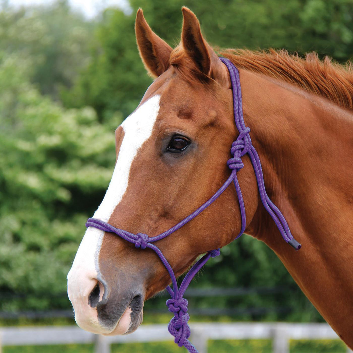 Copper Canyon Rope Halter W- Lead