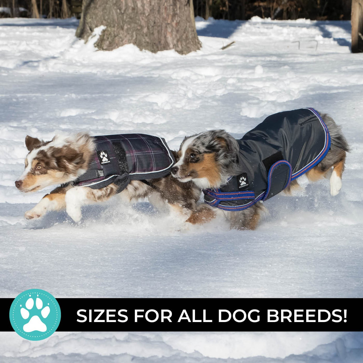 Manteau pour chien Shedrow K9 Tundra
