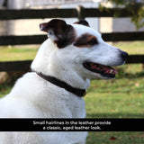 Shedrow K9 Bristol II Flat Leather Collar