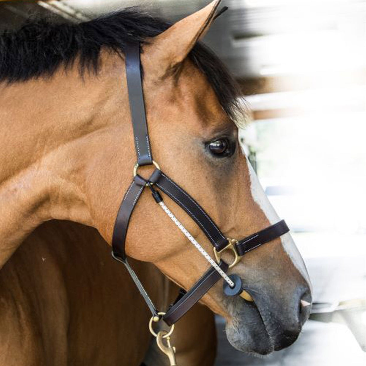 ThinLine Halter Busy Buddy