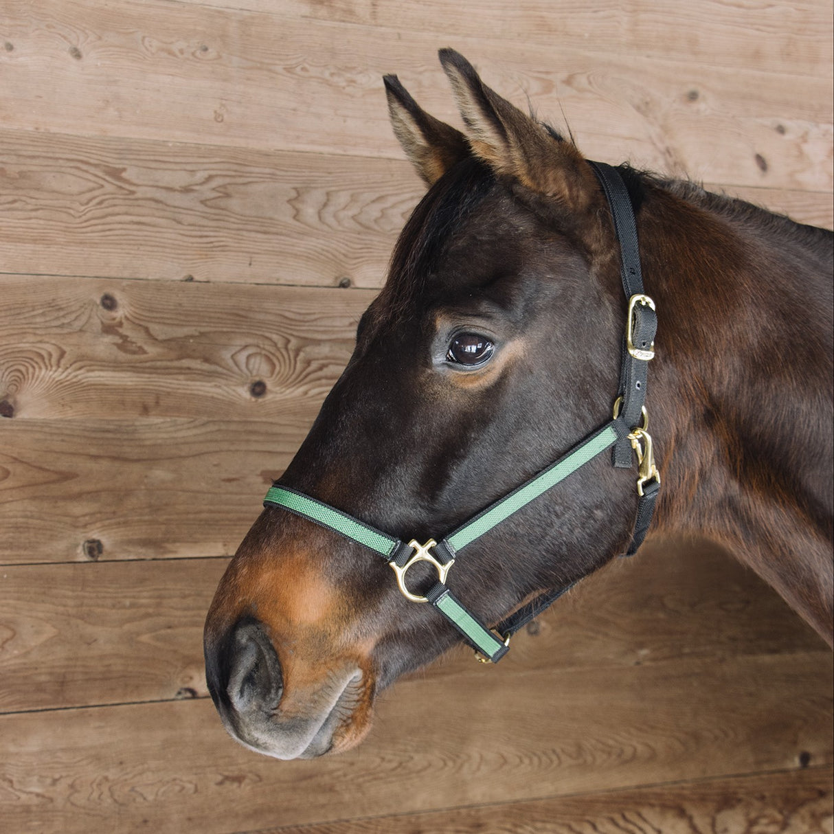 Extreme Two Tone Nylon Halter