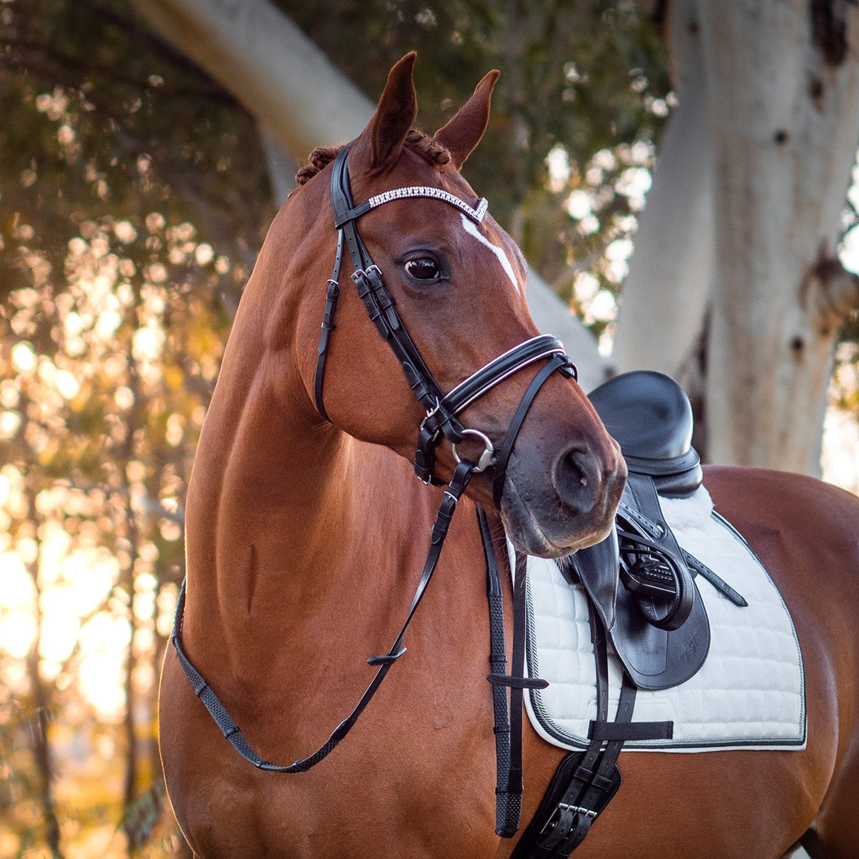Bridon de dressage FFE Crystal V avec passepoil argenté