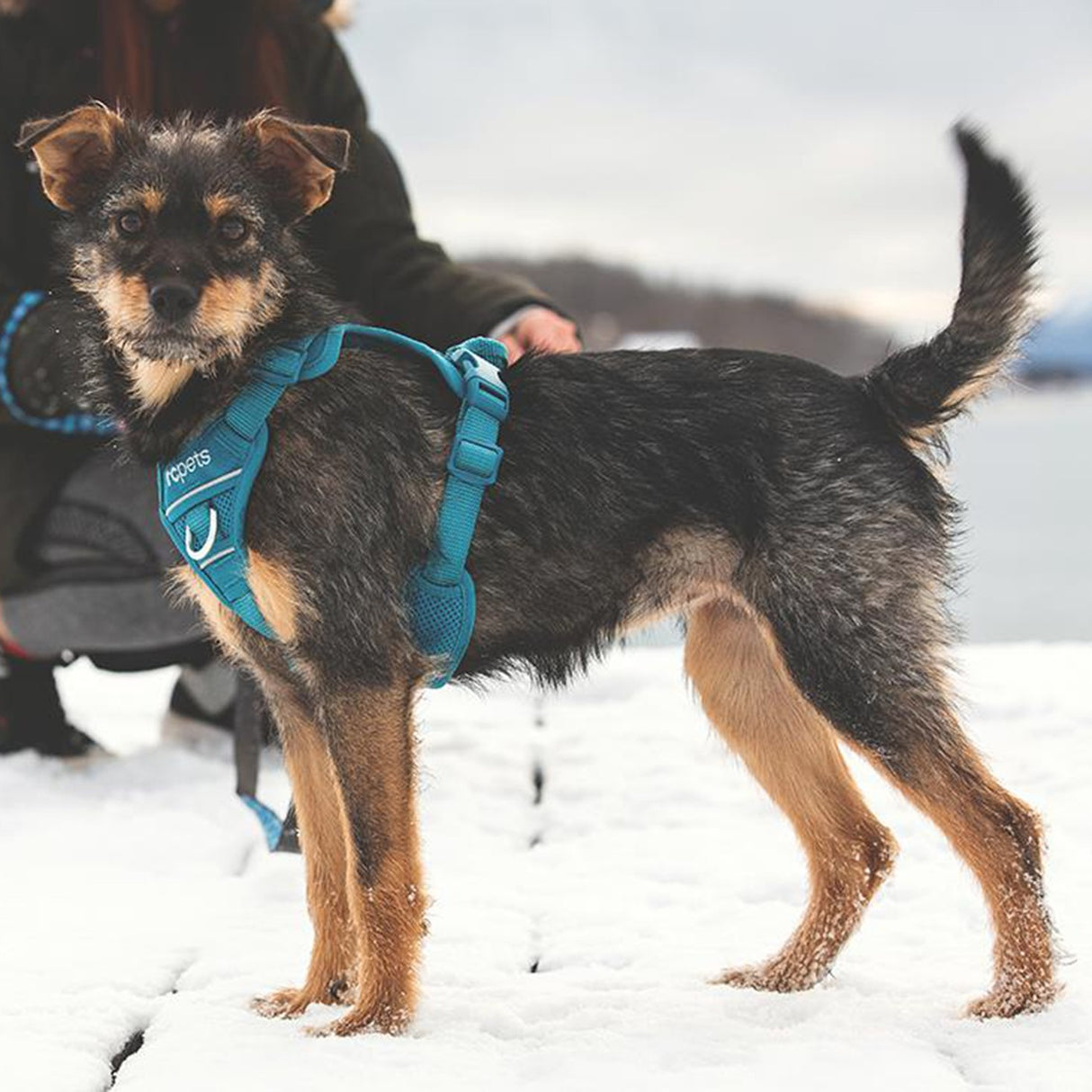 Harnais de contrôle de l'élan pour animaux de compagnie RC
