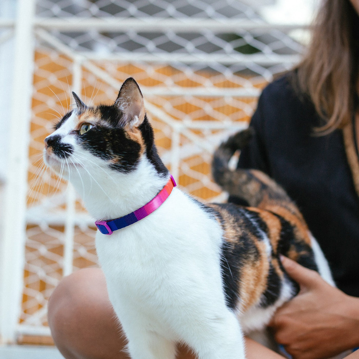 Zee Cat Collar
