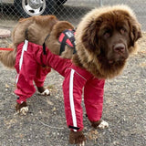 Fou Fou Dog Bodyguard All Weather Dog Pants