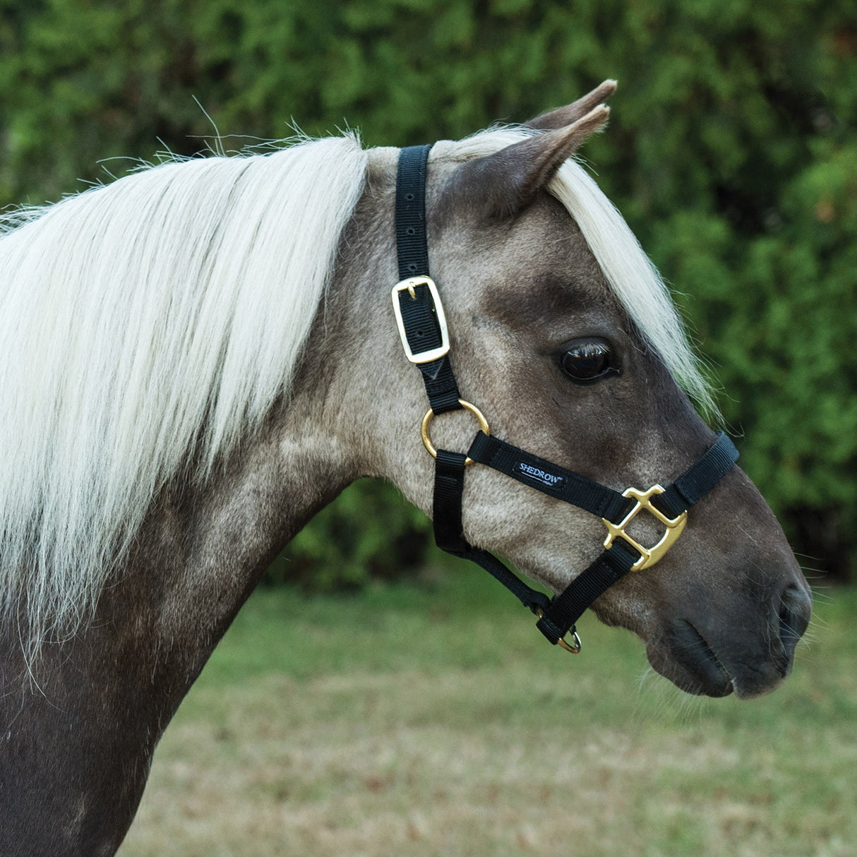 Shedrow Mini Nylon Halter