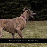 Shedrow K9 Rideau Corde tressée et collier en cuir
