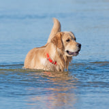 Collier imperméable Shedrow K9 Tofino II