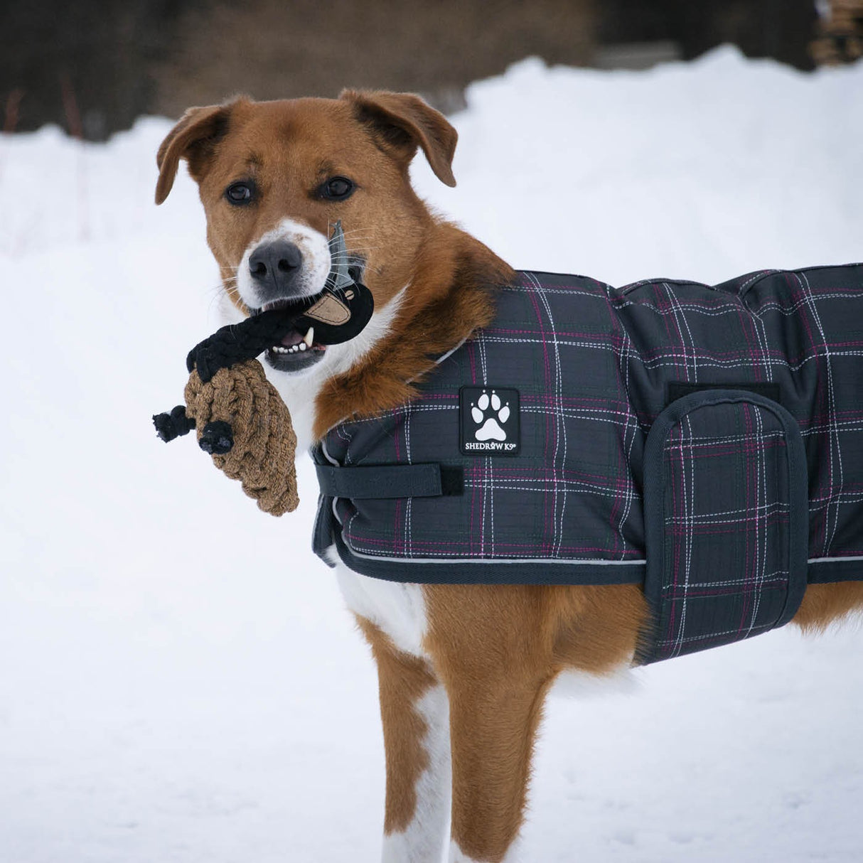 Jouet pour chien en corde d'oie Shedrow K9