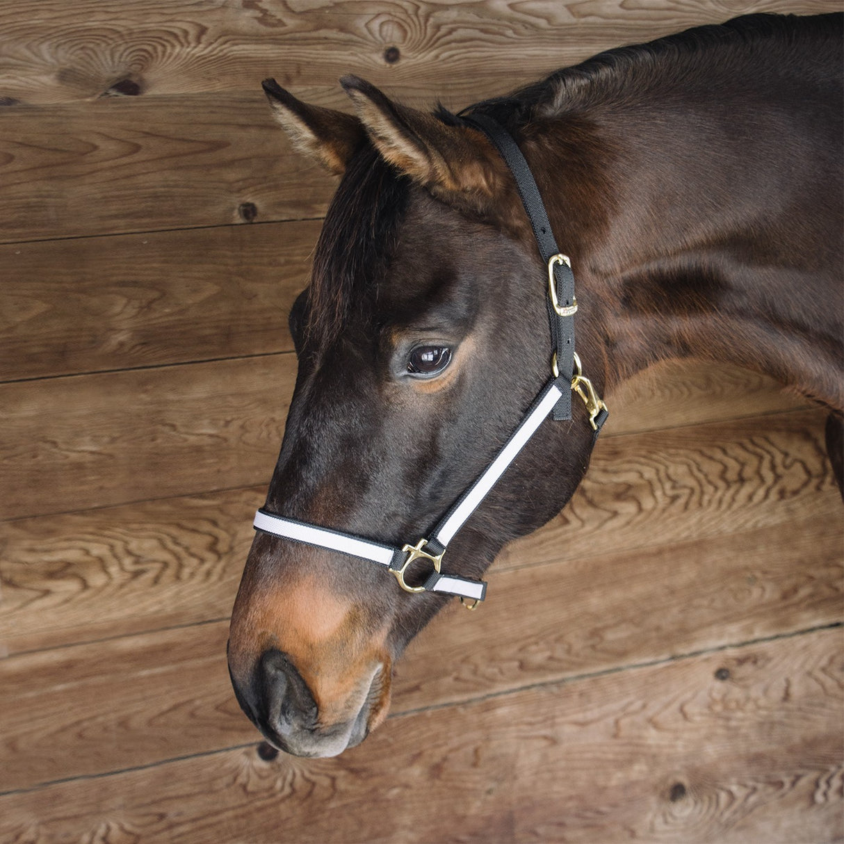 Extreme Two Tone Nylon Halter