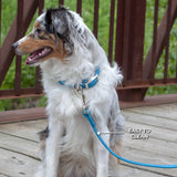 Shedrow K9 Tofino II Waterproof Leash 5 Ft.