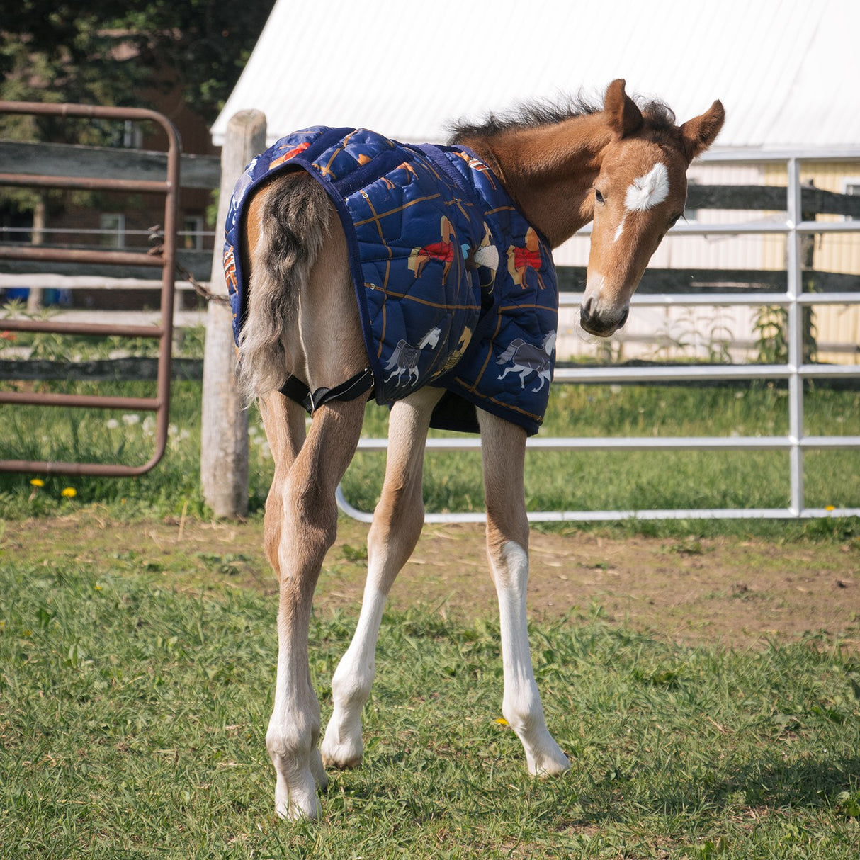 Supra Foal Blanket 300 g
