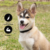 Shedrow K9 Rideau Corde tressée et collier en cuir