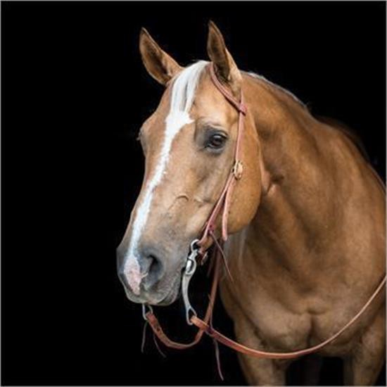 Copper Canyon Harness Leather One Ear Headstall W- Ties