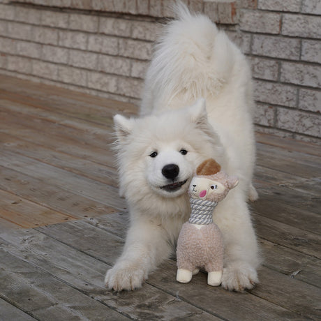 Soyez une seule race Lola le lama