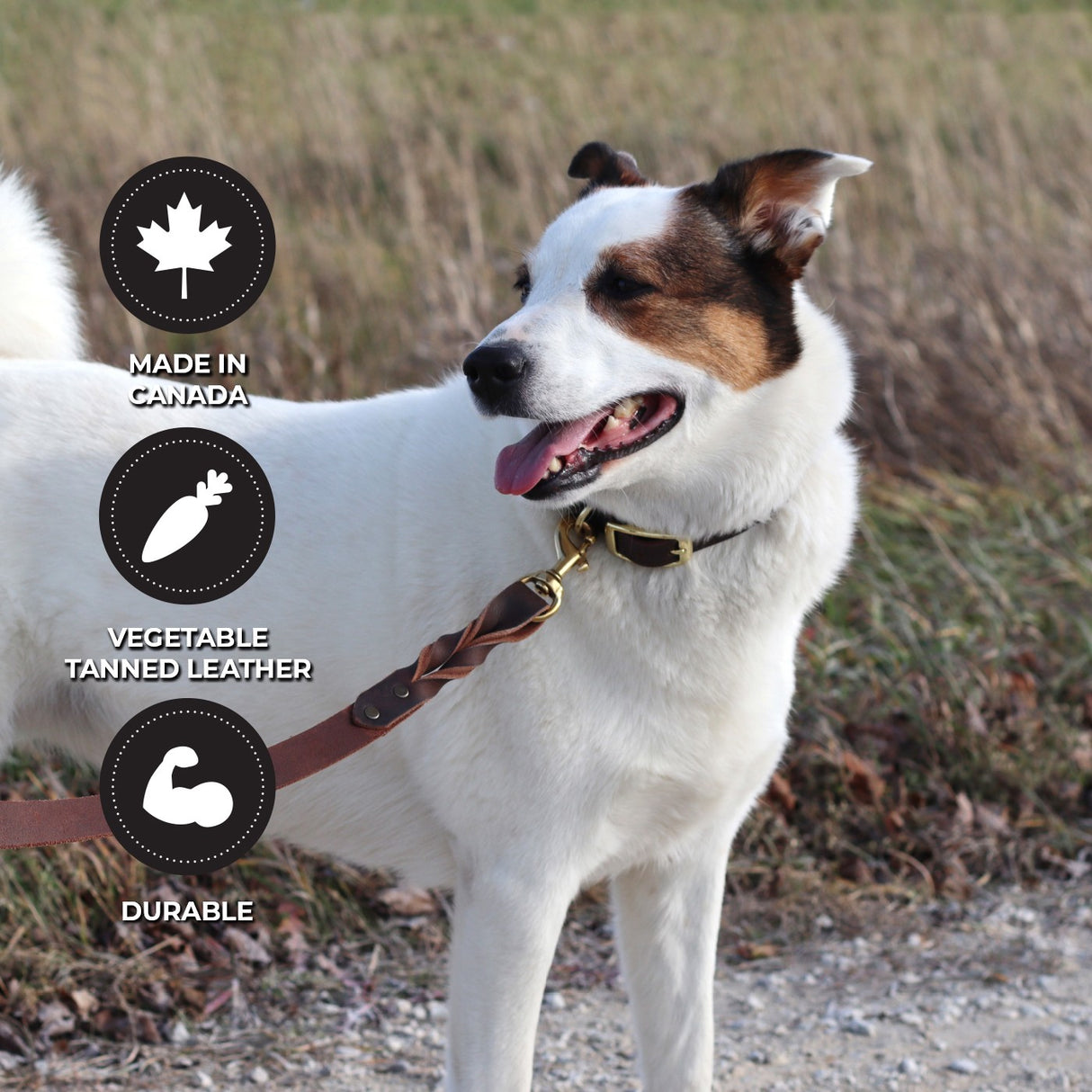 Shedrow K9 Bristol Laisse en cuir torsadé 5 pi.