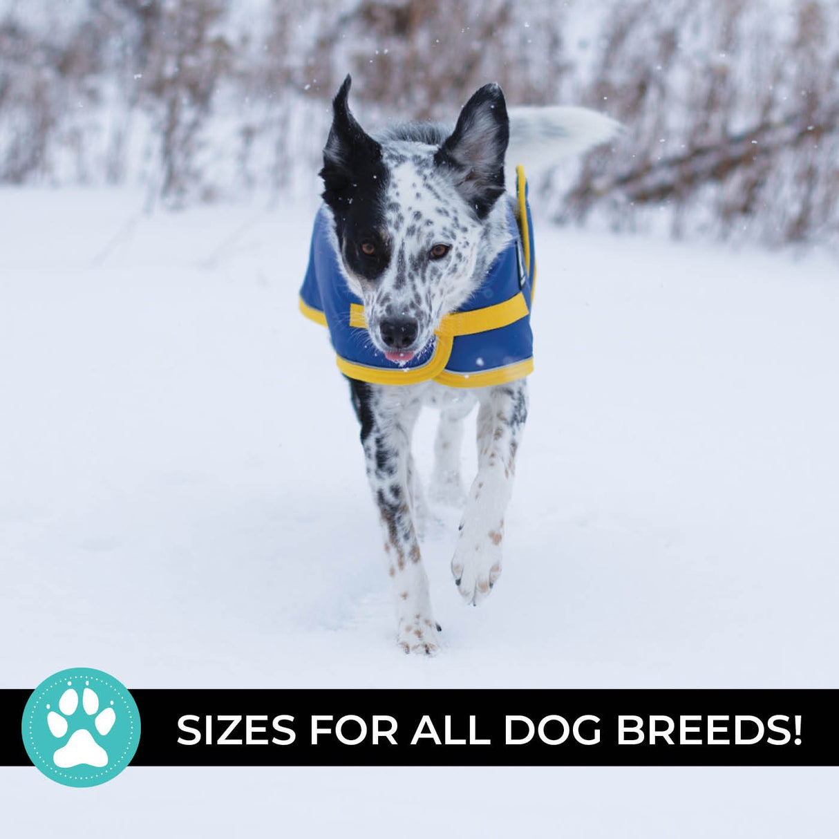 Manteau pour chien Shedrow K9 Tundra