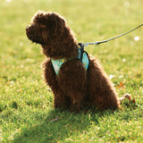 RC Pet Step In Cirque Harness