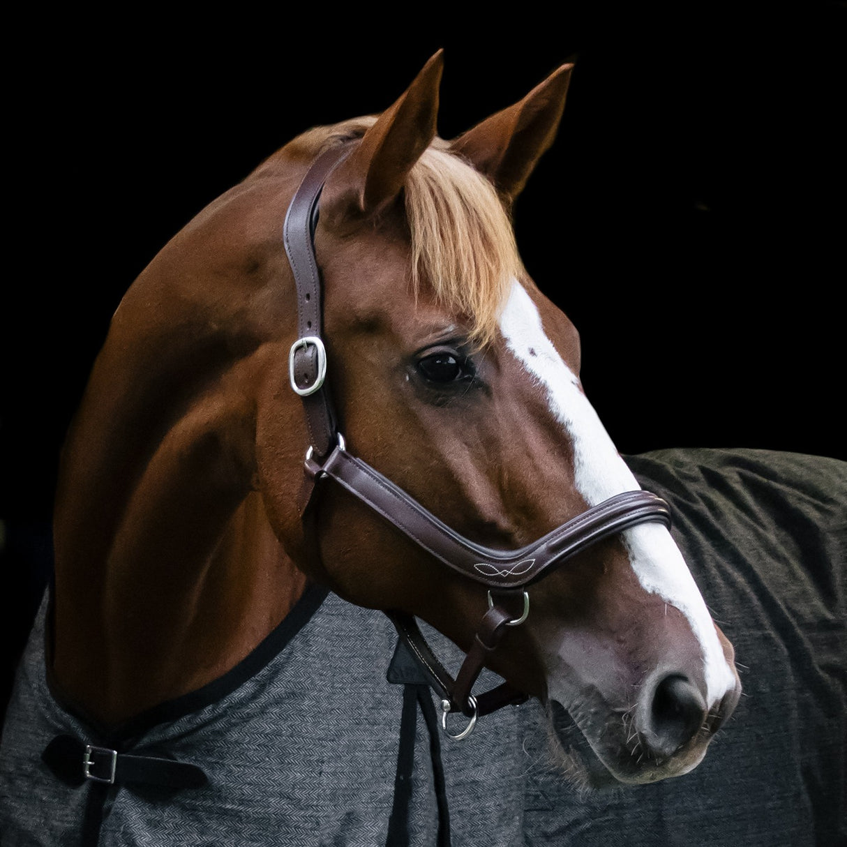 Mondega Curved Noseband Halter